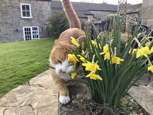 Fergus the friendly Farm cat Fergus the friendly Farm cat